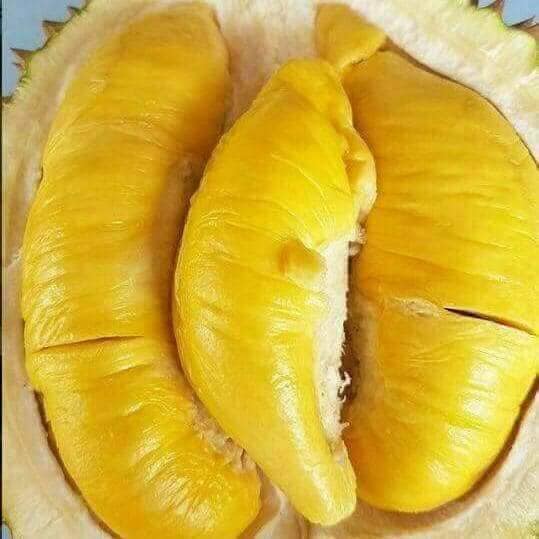 POKOK DURIAN IOI HYBRID