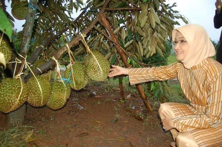 Pokok Durian Ioi Hybrid