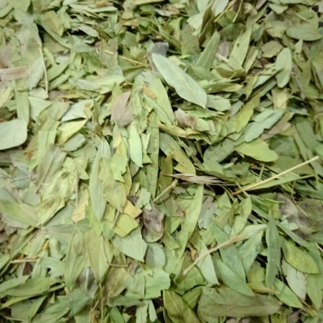 TEH DAUN SANNA 100% ASLI DAUN SANNA 1KG