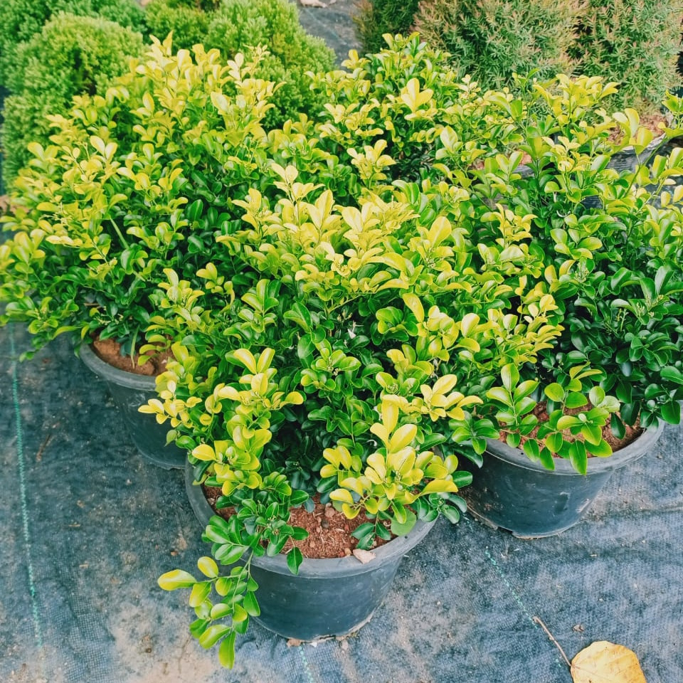 Anak Pokok Kemuning Katik/Murraya Dwarf/Dwarf Orange Jasmine/Murraya Paniculata