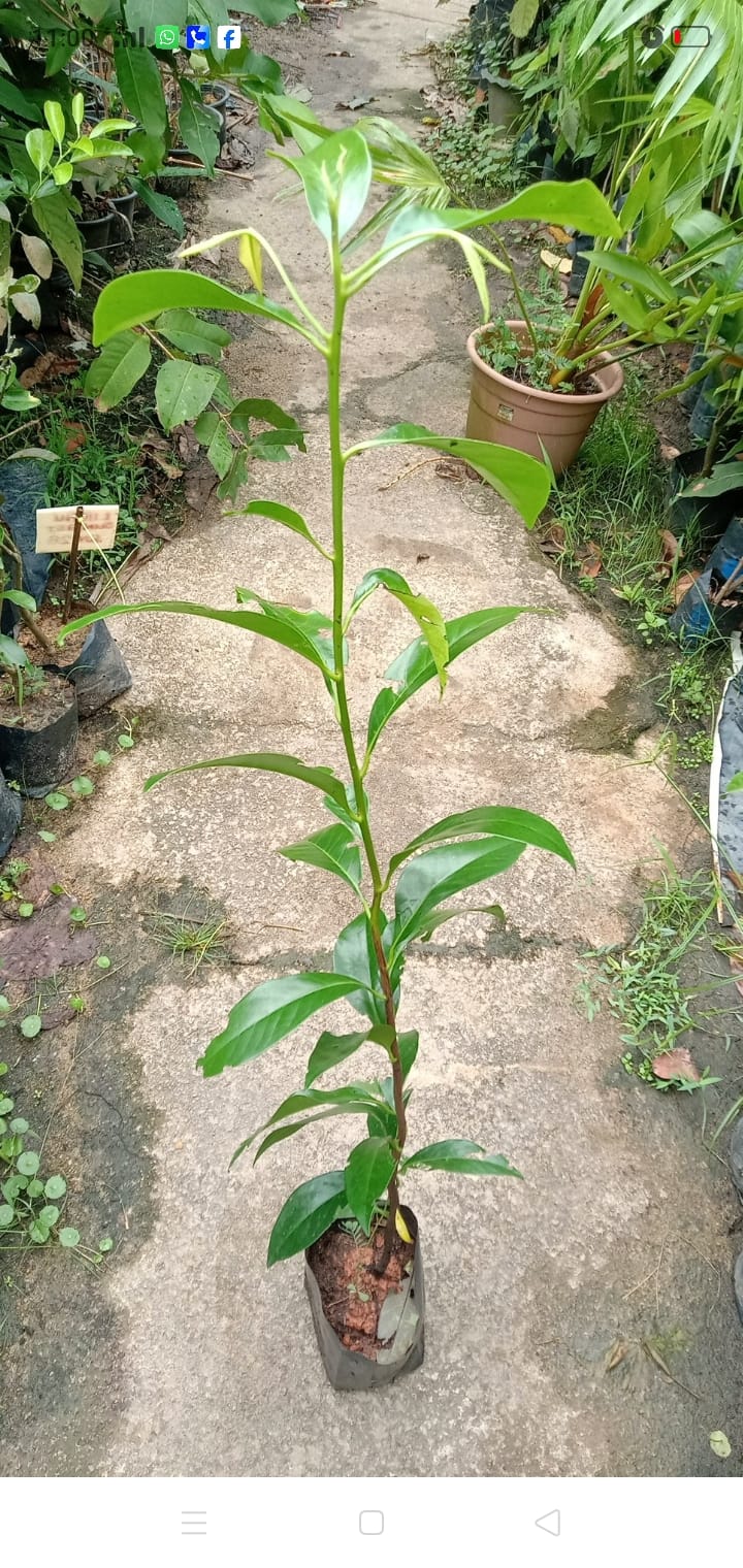 Anak Pokok Black Sapote (Chocolate Pudding Fruit)
