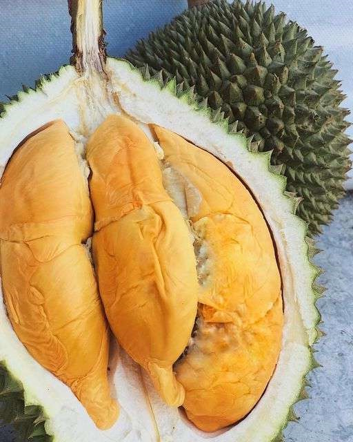 Anak Pokok Durian D24