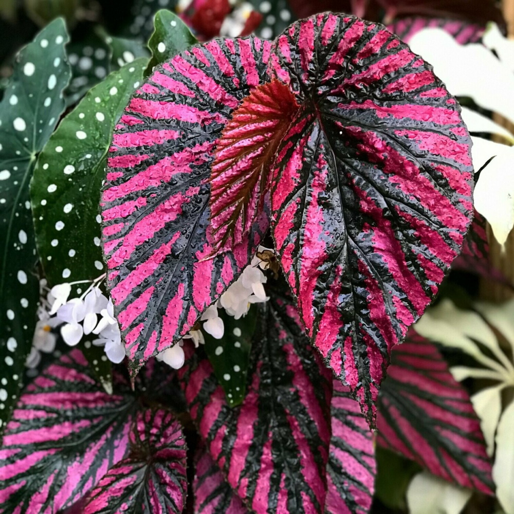 C: Anak Pokok Begonia Brevirimosa