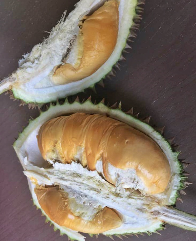 Anak Pokok Durian Xiao Hong L13/D225 Bunga Merah