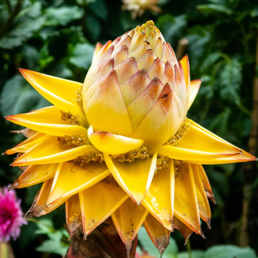 Anak Pokok Lotus Banana