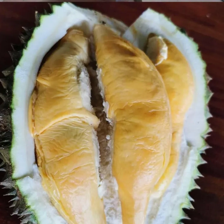 Anak Pokok Durian Tupai King D214