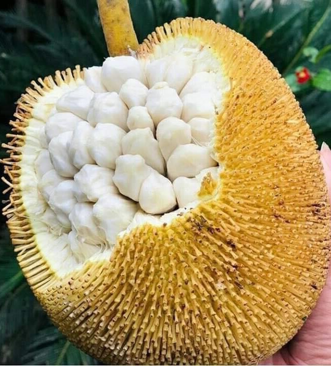 Anak Pokok Buah Tarap