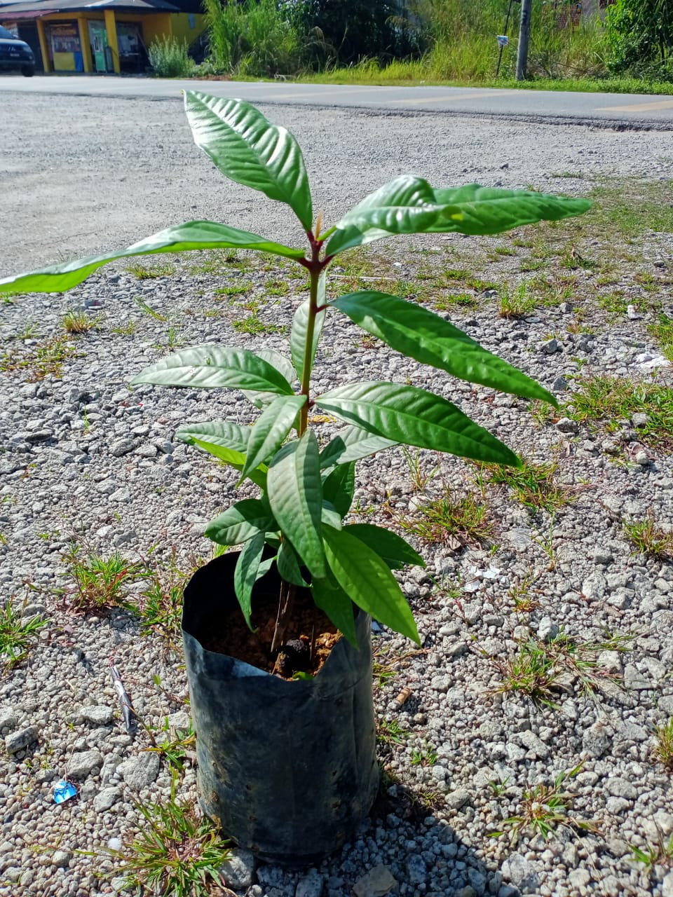 Anak Pokok Jambu Susu atau Jambu Botol atau Jambu Gelas