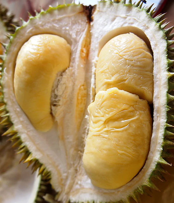 Anak Pokok Durian Chanee D123