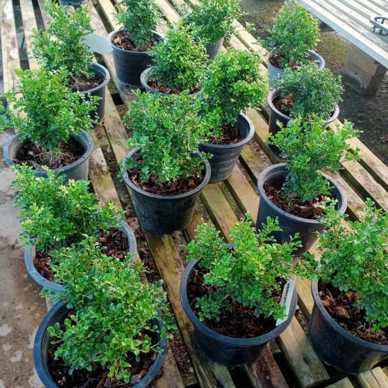 Anak Pokok Kemuning Katik/Murraya Dwarf/Dwarf Orange Jasmine/Murraya Paniculata