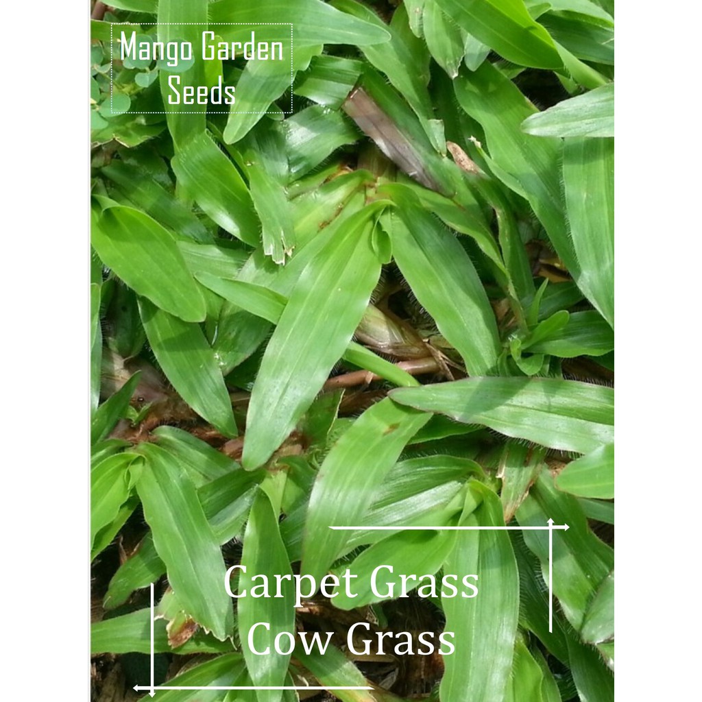 Cow Grass Seeds - 2500 Seed Benih Rumput Seeds, 天天都那么绿 - Mango Garden Seeds