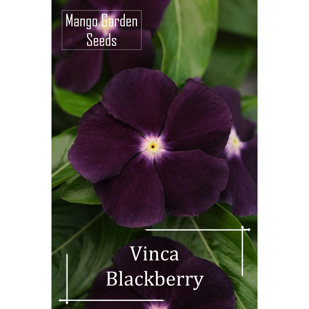 *Rare* Vinca Blackberry Flower Seeds - 5 Seed *Pot Friendly* Tanam Pasu, Biji Benih, 长春花 - Mango Gar