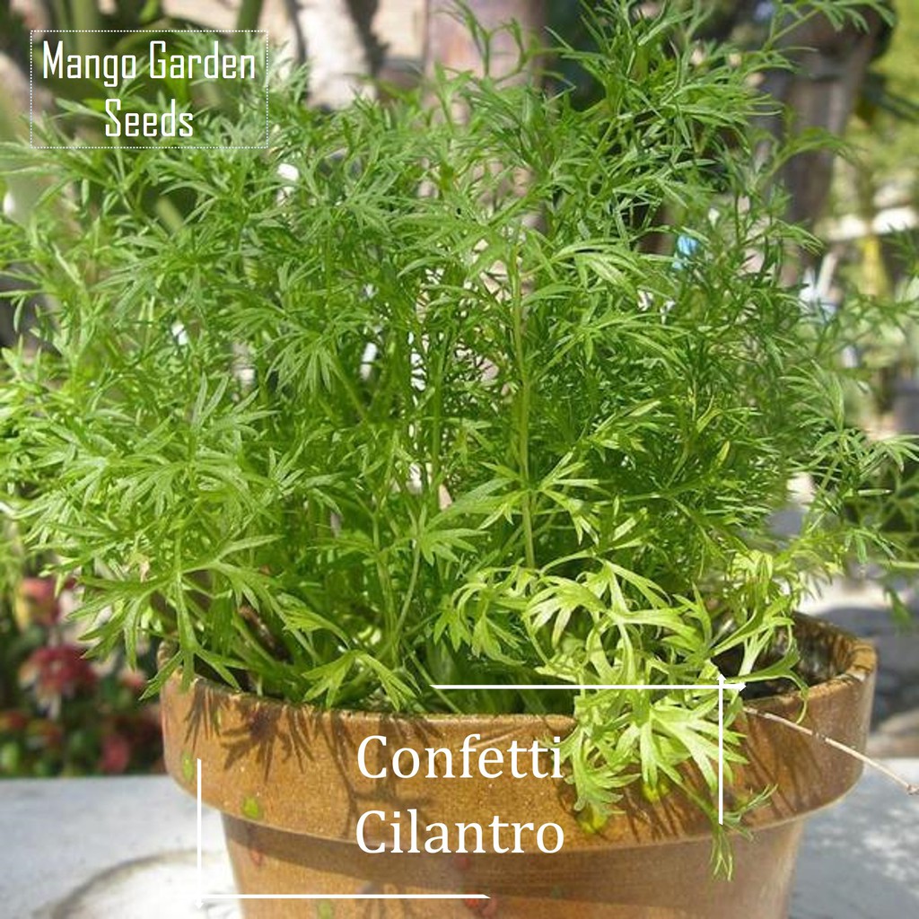 Coriander Confetti Herb Seed - 100 Seed *Pot Friendly* Tanam Pasu, Daun Sup Nipis, Cilantro Herb See
