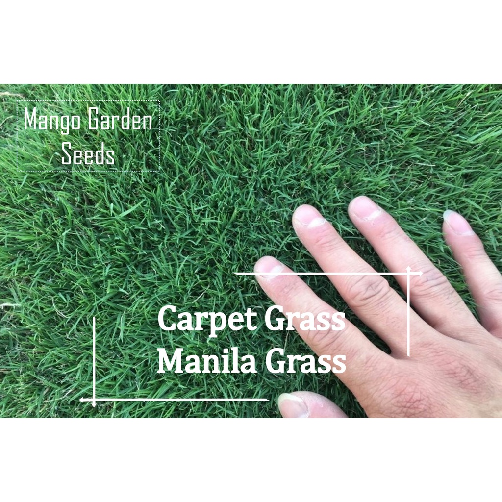 Manila Grass Seeds - 6000++ Seed Biji Benih Rumput Manila, Carpet Grass, Lawn Grass, Zoysia Grass, 马