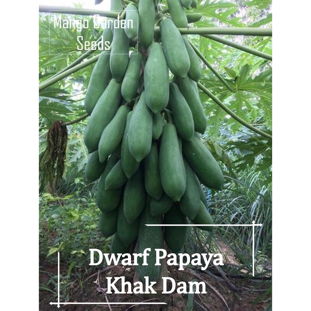 Khak Dam Dwarf Papaya Seeds - 20 Seed *Pot Friendly* Jenis Renek, Pendek, Short Papaya, Buah Banyak