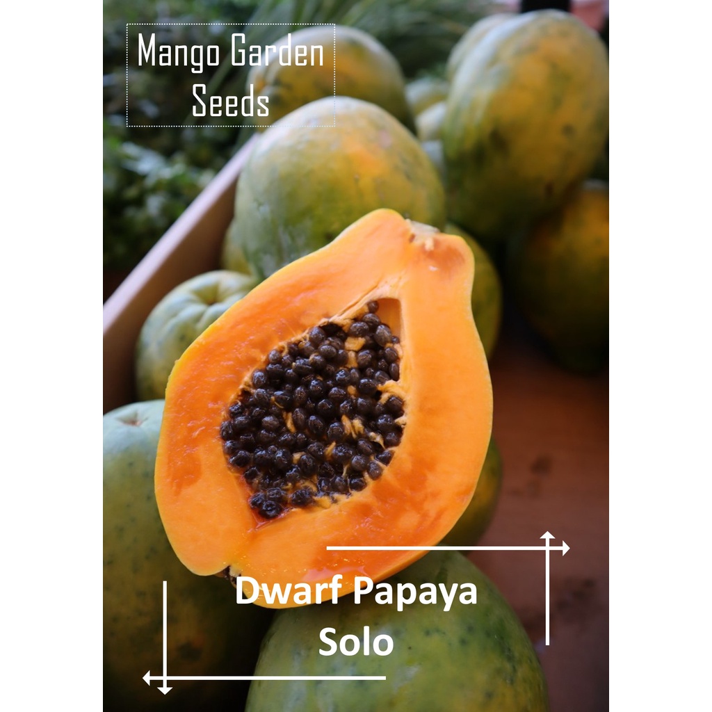 Solo Dwarf Papaya Seeds - 20 Seed *Pot Friendly* Tanam Pasu, Benih Betik Renek 差不多3尺高的木瓜品种 - Mango G