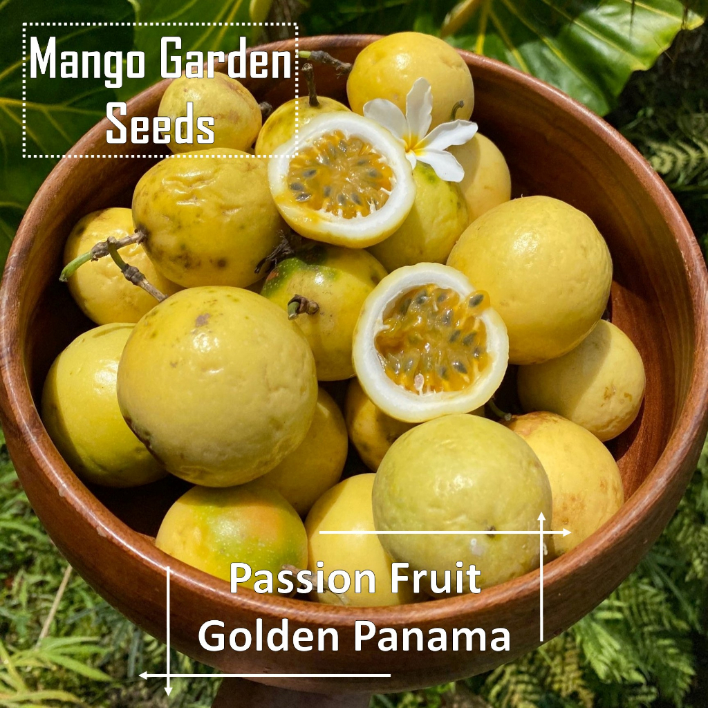 Panama Gold Passion Fruit Seeds - 15 Seed *Pot Friendly* Tanam Pasu Buah Markisa Kuning 巴拿马黄金百香果 - M